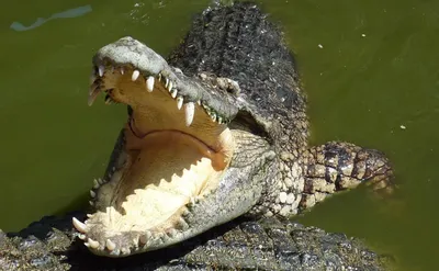 Острорылый крокодил — Википедия