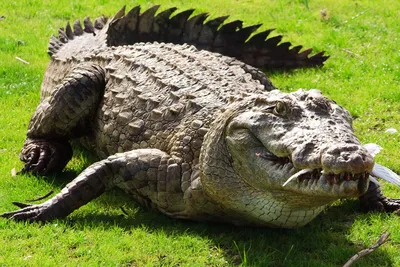Крокодил. Кожа крокодила, её свойства и изделия из неё. | Студия Кожи Стиль  (СКСтиль) | Дзен