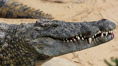 К чему снится крокодил — сонник: крокодил во сне | 7Дней.ру