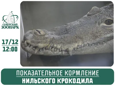 Крокодилы. Большая российская энциклопедия