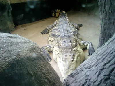 Показательное кормление нильского крокодила - Зоопарк