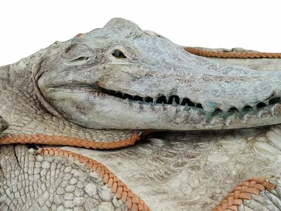 Нильский крокодил — Зоопарк Садгород