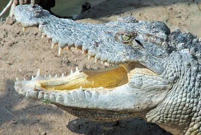 Как живой: тюменский скульптор по металлу сварил крокодила | Вслух.ru