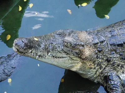 Домашний крокодил. Что нужно знать. | В Мире Животных! | Дзен