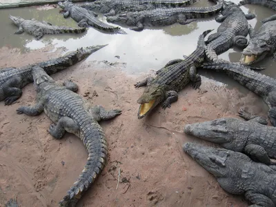 В Ташкентский зоопарк доставили еще одного крокодила