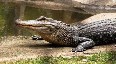 Исследование: самки крокодилов способны к партеногенезу — Сноб