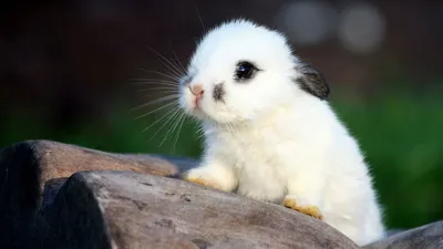 20+ фото кроликов, которые не такие милые и пушистые, как кажется