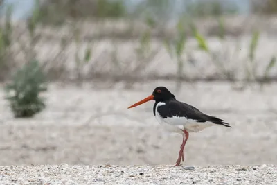 Кулики-перевозчики. | BirdWatch.by