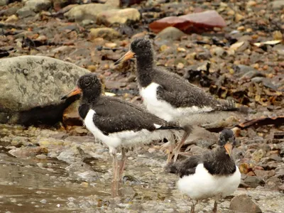 Кулик-сорока – Haematopus ostralegus (Linnaeus, 1958) * Haematopus  ostralegus longipes (Buturlin, 1910) « Красная книга Томской области | ОГБУ  \"Облкомприрода\"