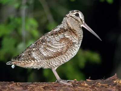 Американский x Чёрный кулик-сорока (гибрид) - eBird