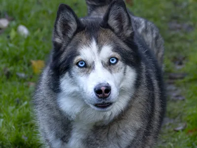 My dog West Siberian husky, Моя западно-сибирская лайка, Охотничья собака,  лайка | Охотничьи собаки, Собаки, Щенок хаски