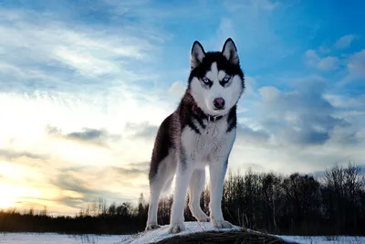 My dog West Siberian husky | Щенок хаски, Охотничьи собаки, Собаки
