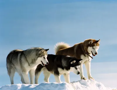 Две смешные собаки лайки, 4k, …» — создано в Шедевруме