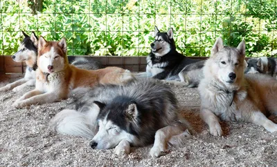 Охотничья собака лайка: как выглядит, разновидности, описание, уход и  характер, фото - Truehunter.ru