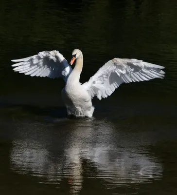 Лебеди на Суджукской косе Новороссийска учатся летать