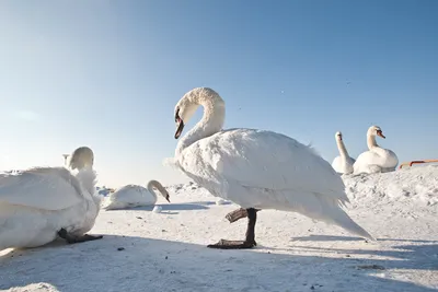 Никакого хлеба! Лебеди прилетели в Новороссийск отдохнуть