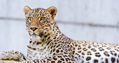 Приморский нацпарк опубликовал фото своего \"невидимого\" леопарда -  Российская газета