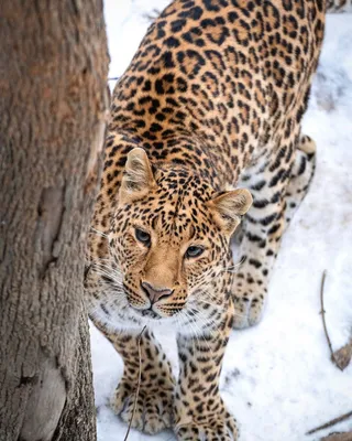 Дальневосточный леопард впервые в истории вернулся в дикую природу — Сноб