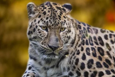 Национальный парк \"Земля Леопарда\" | Туристический портал Приморского края