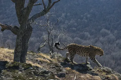 Переднеазиатского леопарда по кличке Чермен выпустили в Северной Осетии -  15-Й РЕГИОН