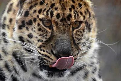 Новых котят леопарда сфотографировали в Приморье - Новости РГО