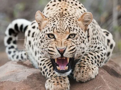 Состояние пойманных в Приморье котят леопарда ухудшилось — РБК