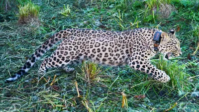 Переднеазиатский леопард — Википедия