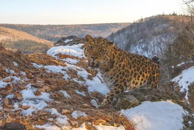 Фото леопарда, который появился в казахстанском заповеднике