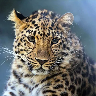 В Центре восстановления леопарда самку Ачипсе выпустили в дикую природу -  РИА Новости, 14.07.2023