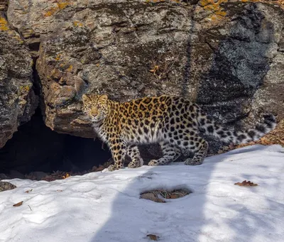 Пещерный обед краснокнижного леопарда. Видео - Новости РГО