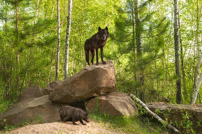 Фотография Волки две лес Камни Животные