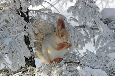 Картинки лесные звери зимой фотографии