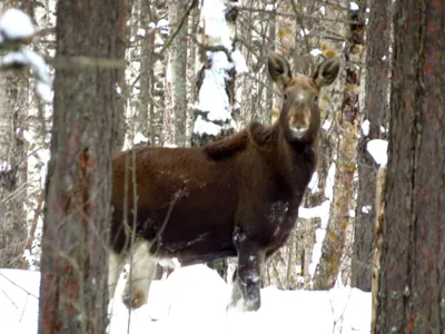 Жизнь лесных зверей зимой - Детский Портал Знаний