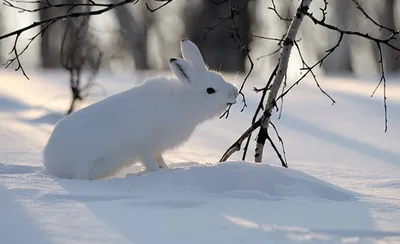 Лесные звери зимой