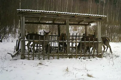 Лесные звери зимой