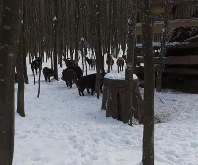 Дикие животные Эстонии справятся зимой без человеческого вмешательства |