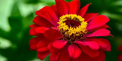 ТОП-5 самых красивых летних цветов Блог LotLike
