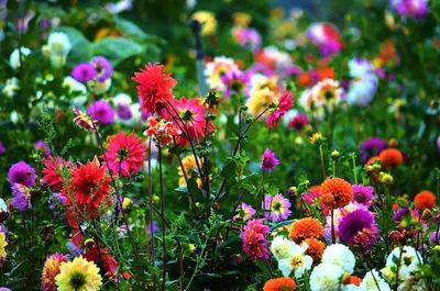 Пазл «Букет летних цветов» из 320 элементов | Собрать онлайн пазл №697