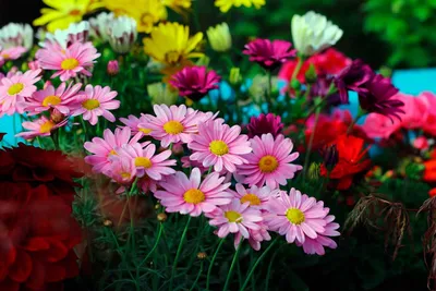 Цветы лета: фото красивых летних цветов и растений