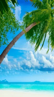Картинки на телефон пальмы,пляж,лето. | Обои на телефон пальмы,песок,море.  | Постила
