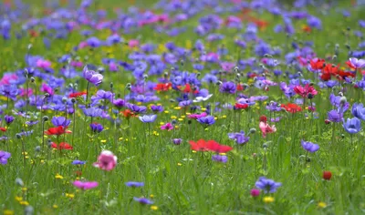 Пазл нежные летние цветы - разгадать онлайн из раздела \"Вертикальные\"  бесплатно