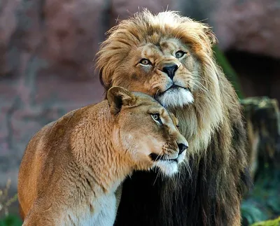 Влюбленные львы картинки - 63 фото