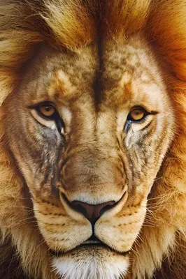 Картинки лев и львица с надписью фотографии
