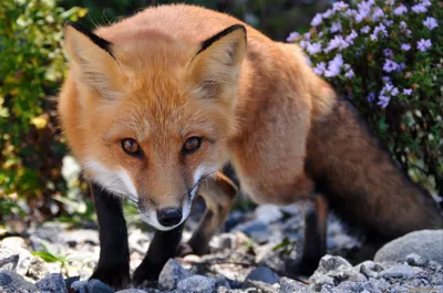 Хитрая лисичка 🦊 | Родная Вера | Дзен