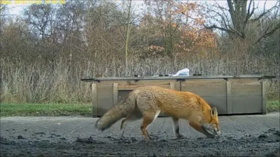 Сумасшедшие лисы гуляют по Мордовии