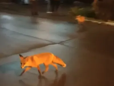 В Бурятии дикие лисы стали в большом количестве выходить к людям без опаски