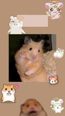 ХОМЯК в LOL Лабиринте🐹 УБЕГАЕТ от ВиКи МаУс🦋 Hamster in real life -  YouTube