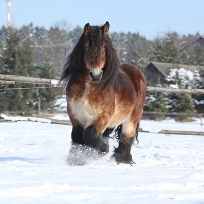 Лошадь владимирский тяжеловоз. Сайт про зверей - ZveroSite.ru