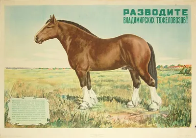 В Туймазинском районе полвека разводят лошадей породы русский тяжеловоз