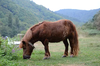 Самые большие лошади в мире: породы и их представители